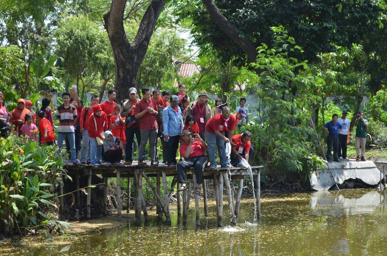 CIAMIK RUJAK'AN, DOLANAN, DAN TABUR BENIH IKAN